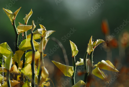 close up of wild yellow flowers