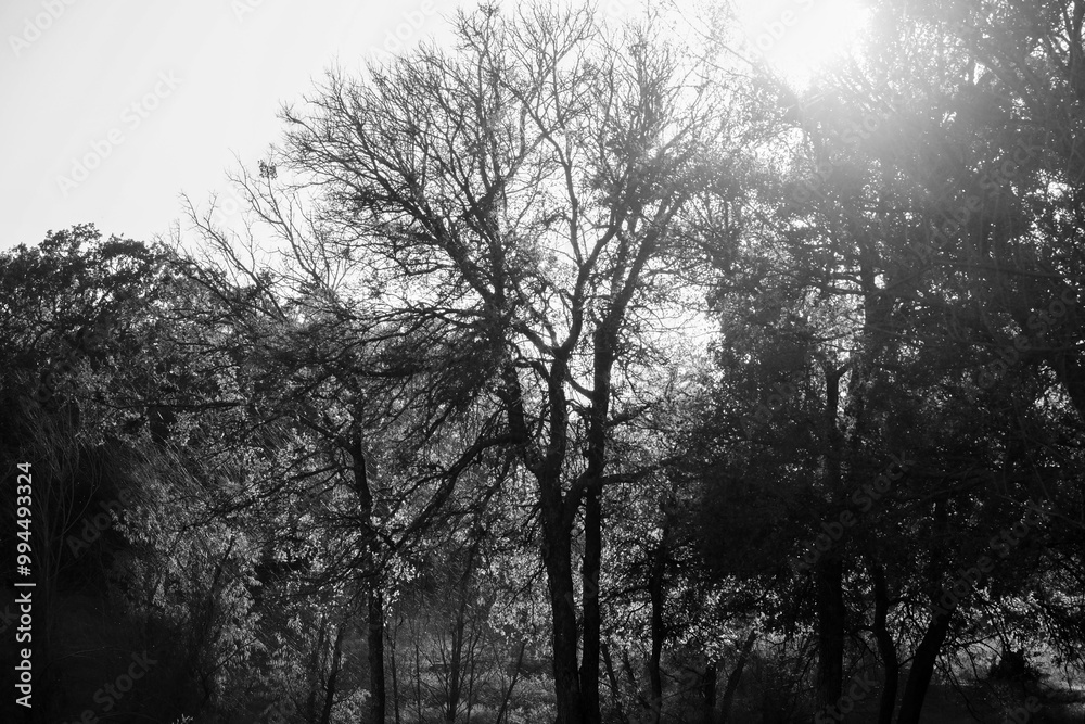 Texas landscape in black and white Texas landscape in black and white