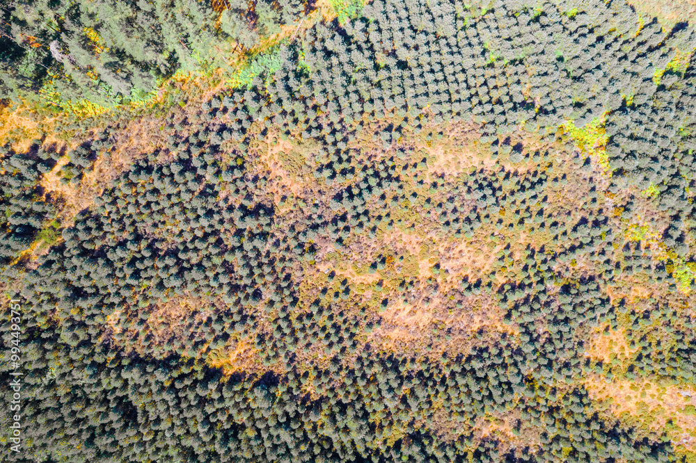 pine tree plantation on a mountain, aerial overhead view with drone pine tree plantation on a mountain, aerial overhead view with drone