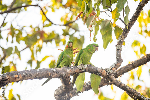 Maracana parakeet (Psittacara leucophthalmus) known as periquitão, araguaí, araguari or aracatinga. Wild green bird photo