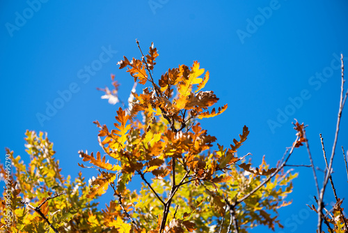 In the woods in autumn