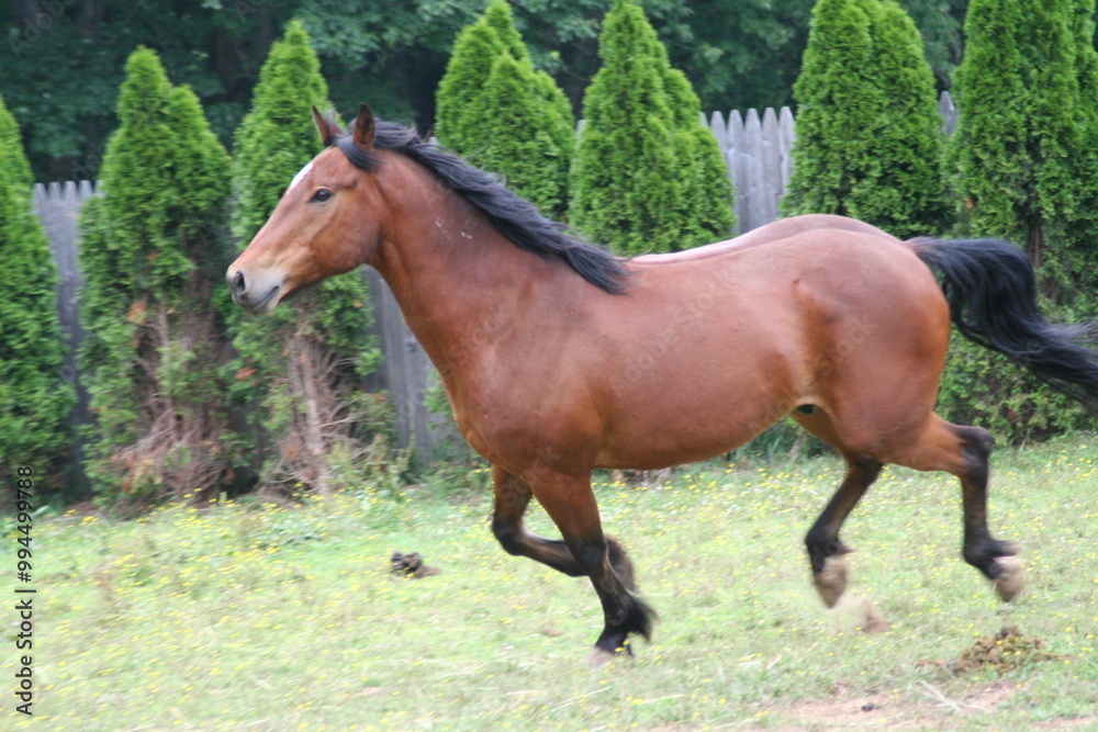 A brown horse gallops across a grassy field surrounded by tall green shrubs during a sunny day A brown horse gallops across a grassy field surrounded by tall green shrubs during a sunny day