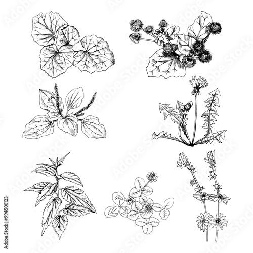 a black and white linear vector set of field herbs and flowers
