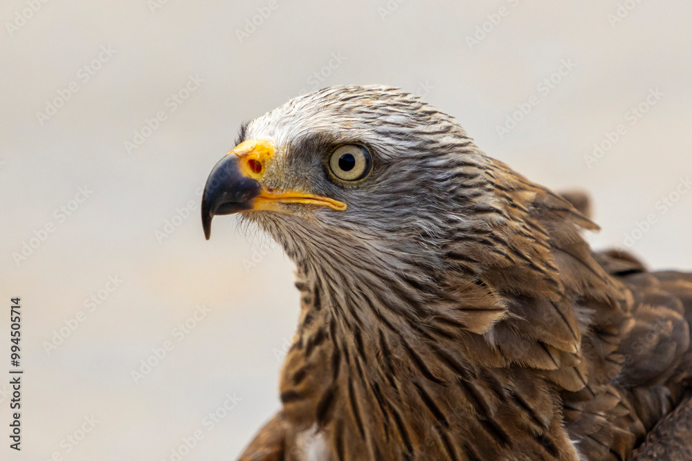 Close-up portrait of a majestic wild eagle Close-up portrait of a majestic wild eagle