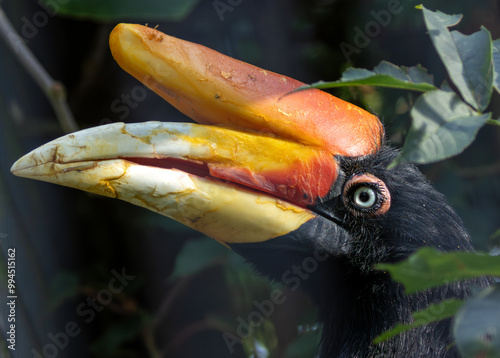 Rhinoceros Hornbill (Buceros rhinoceros), common in tropical forests of Southeast Asia photo