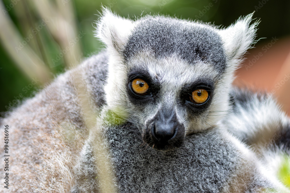 Obraz premium Ring-tailed Lemur (Lemur catta), common in dry forests and scrublands of Madagascar