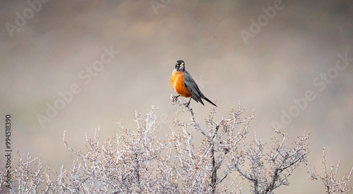 bird on bush