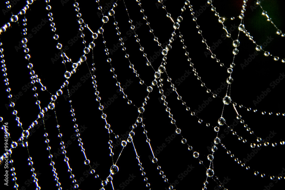 Fototapeta premium Bejeweled Spider Web