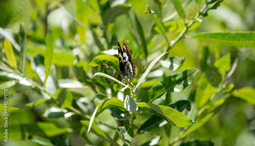 butterfly on leaf