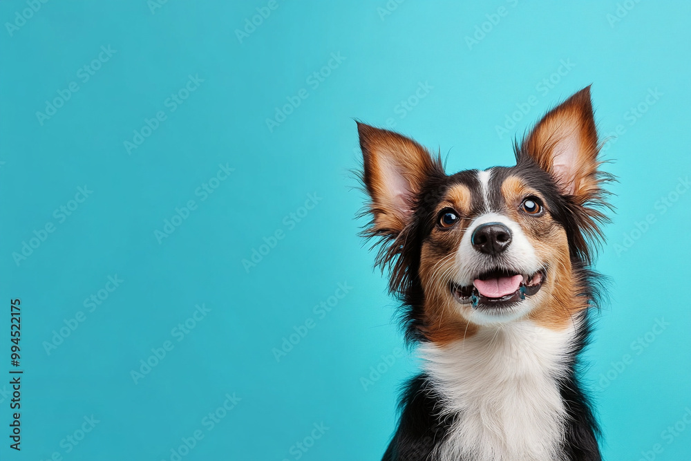 Fototapeta premium portrait of a dog isolated against blue background