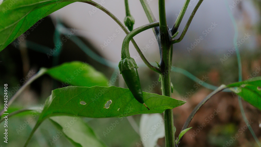 Unripe on the branch, the pepper is bitter, sharp, and spicy Cayenne chili Unripe on the branch, the pepper is bitter, sharp, and spicy Cayenne chili