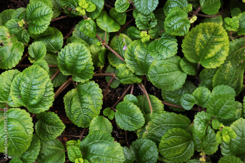 Ground plants photo