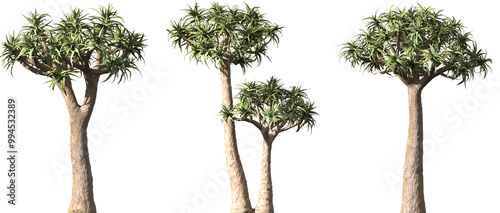 Billede på lærred Set of Aloe dichotoma (Aloidendron dichotomum, the quiver tree or kokerboom) fro