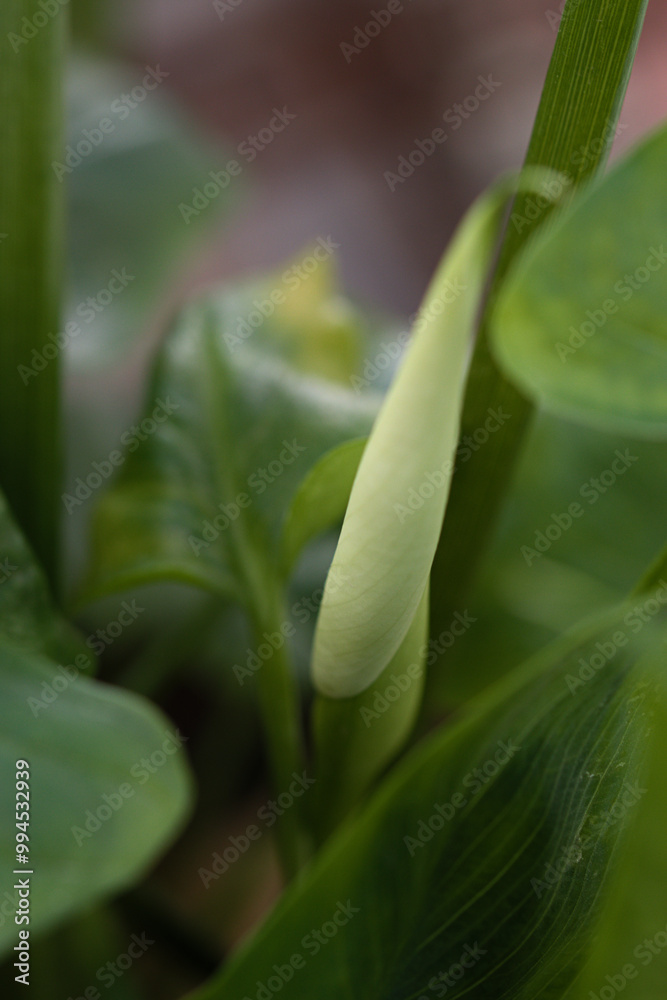 Obraz premium Image of an unopened flower of the Zantedeschia aethiopica plant
