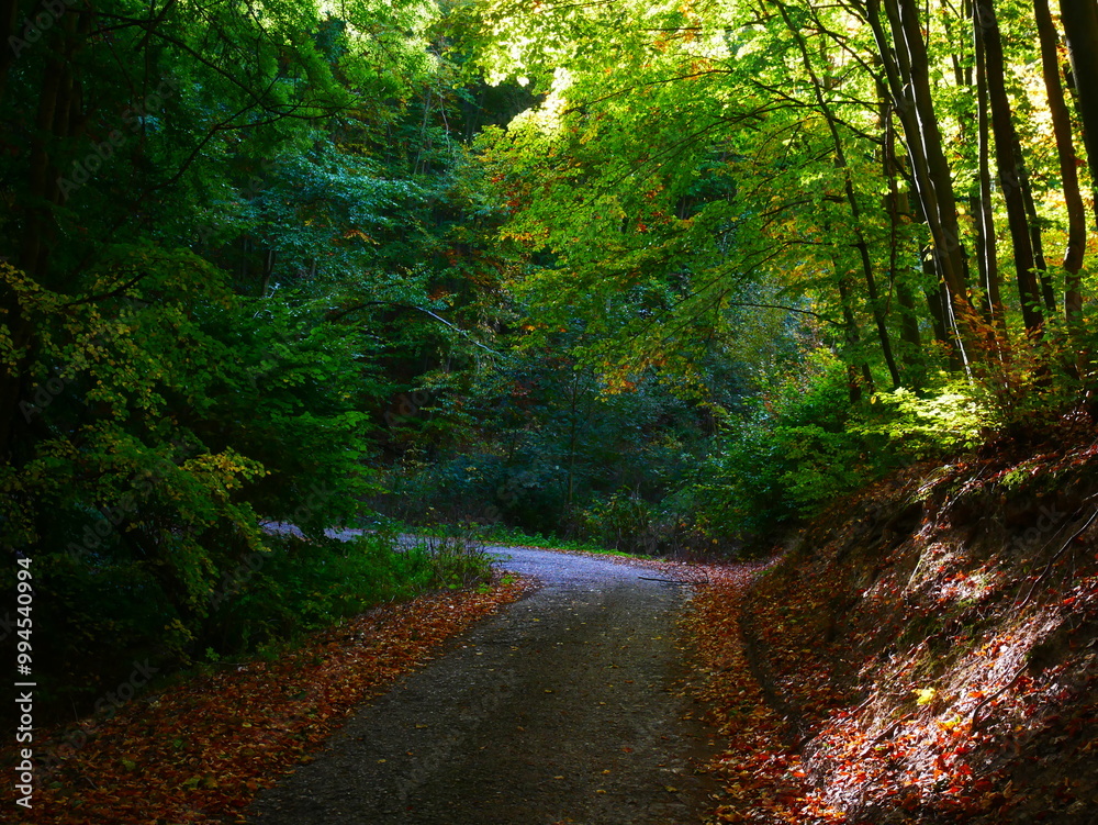 Fototapeta premium Colorful forest during autumn day with road and colorful foliage