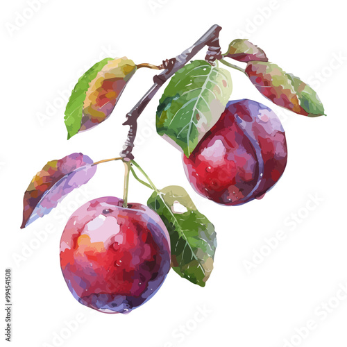 Watercolor illustration of Plum, isolated on a white background, and Plum vector