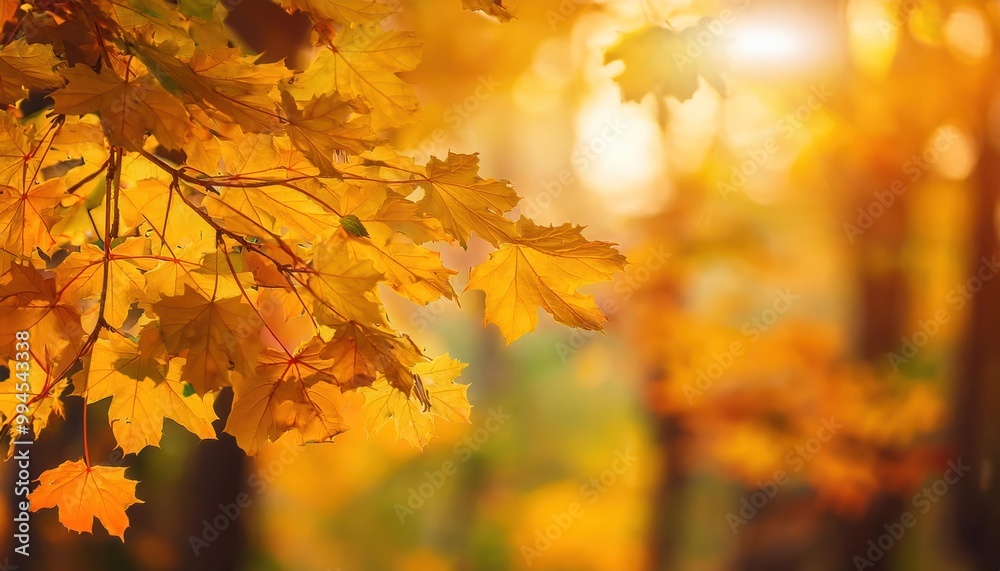 Foliage in the park. Autumn fall leaves of maple trees. Autumn fall leaves in sunlight. Foliage in the park. Autumn fall leaves of maple trees. Autumn fall leaves in sunlight.