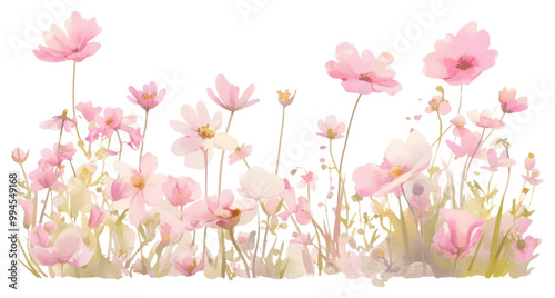 Fototapeta Naklejka Na Ścianę i Meble -  PNG Delicate watercolor pink flower illustration