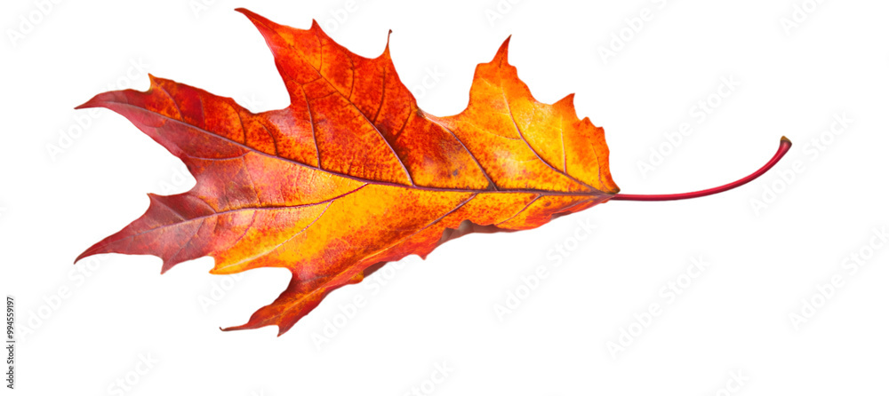 Obraz premium autumn maple leaf