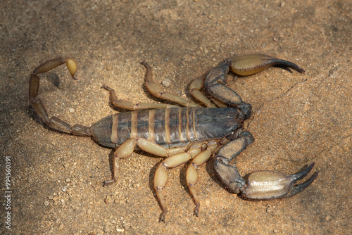 A large flat rock scorpion (Hadogenes trichiurus pallidus)  in the wild photo