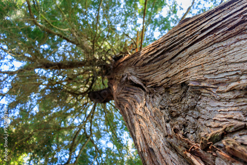 Looking up along a tree trunk to top of red cedar tree with blue sky above.