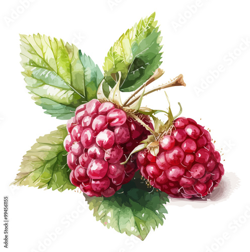 Watercolor clipart of raspberry, isolated on a white background, and raspberry vector