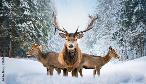  Noble deer family in winter snow forest. Artistic winter Christmas landscape. Winter wonderl  photo