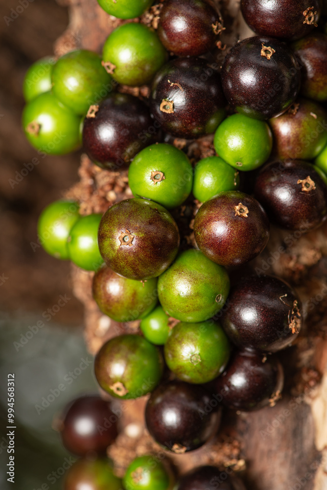 Jaboticaba, a fruit-laden jaboticab tree in springtime in Brazil, selective focus. Jaboticaba, a fruit-laden jaboticab tree in springtime in Brazil, selective focus.
