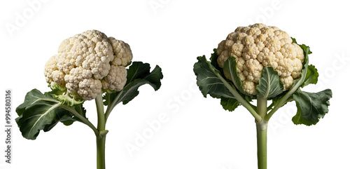 Two Cauliflower Heads with Leaves - Transparent Background PNG photo