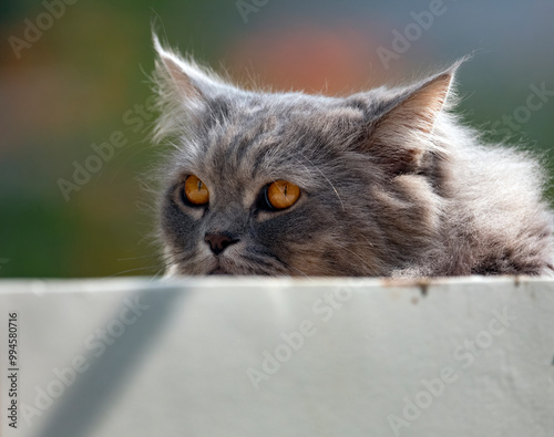 portrait of a cat meao