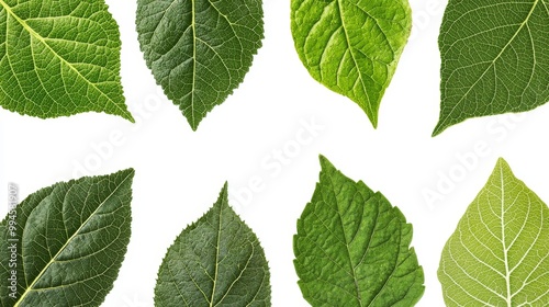 Fresh green leaves, cut out, form a set of frames