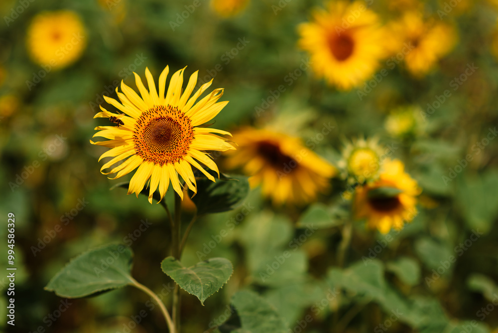 Field of blooming decorative sunflowers on a sunny day. Sunflowers in the open air Field of blooming decorative sunflowers on a sunny day. Sunflowers in the open air