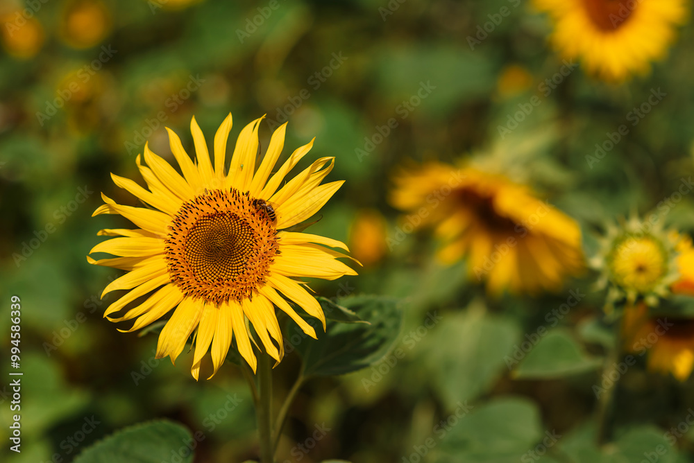 Field of blooming decorative sunflowers on a sunny day. Sunflowers in the open air