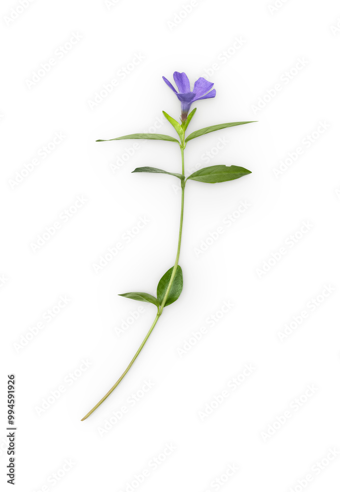 periwinkle flower with shadow isolated on transparent background periwinkle flower with shadow isolated on transparent background