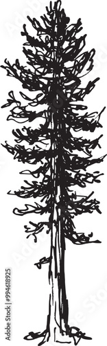 Hand-drawn tree illustration showcasing intricate branch details and natural textures