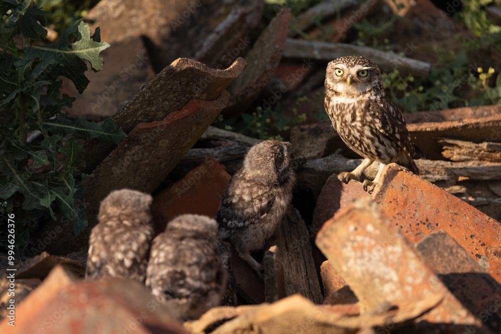 Obraz premium owl. The owl is hanging around the ruin where it is raising its chicks.
