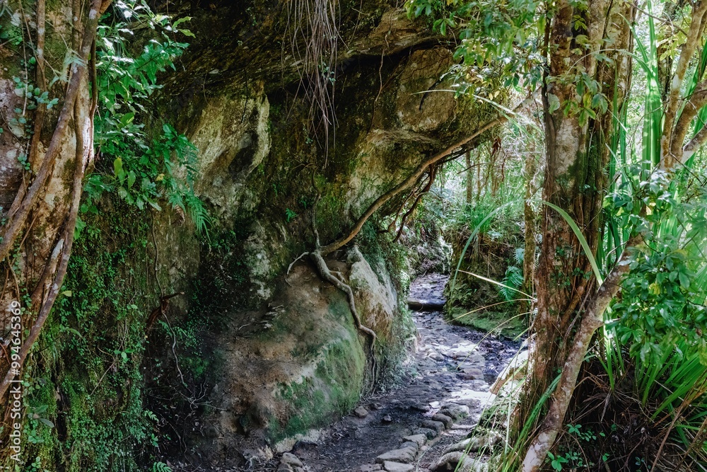 The Pinnacles bush walk hiking trail in the Kauaeranga Valley, Coromandel Peninsula, Waikato, New Zealand. The Pinnacles bush walk hiking trail in the Kauaeranga Valley, Coromandel Peninsula, Waikato, New Zealand.