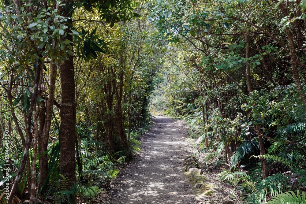 Obraz premium The Pinnacles bush walk hiking trail in the Kauaeranga Valley, Coromandel Peninsula, Waikato, New Zealand.