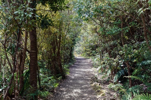 The Pinnacles bush walk hiking trail in the Kauaeranga Valley, Coromandel Peninsula, Waikato, New Zealand.