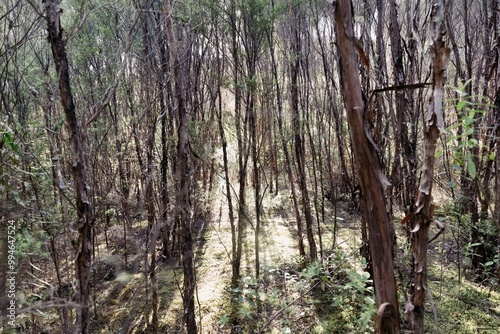 Manuka trees on The Pinnacles bush walk hiking trail in the Kauaeranga Valley, Coromandel Peninsula, Waikato, New Zealand. photo