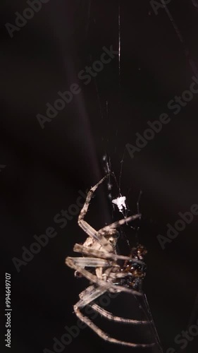 Close-up a spider eating its prey on web in the night. continuously moving insect legs, evening hunting. Halloween, nighttime, nightmare and fear concept with black background. Slow motion vertical. photo