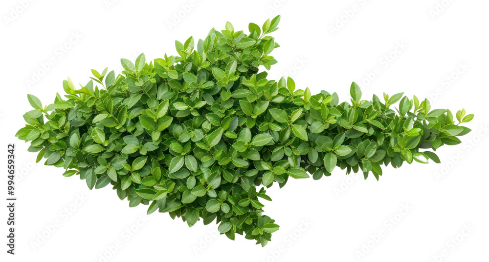 Fototapeta premium PNG Arrow shape bushes plant herbs leaf.
