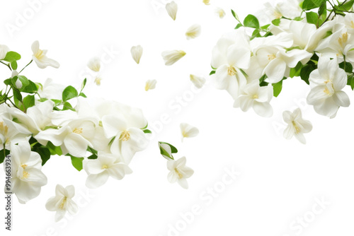 Fototapeta Naklejka Na Ścianę i Meble -  PNG  Photo of flying jasmine flowers blossom plant petal.
