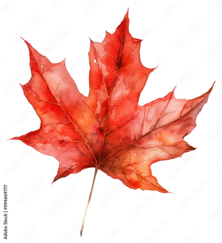 PNG Watercolor illustration of red maple leaf autumn botanical painting. PNG Watercolor illustration of red maple leaf autumn botanical painting.