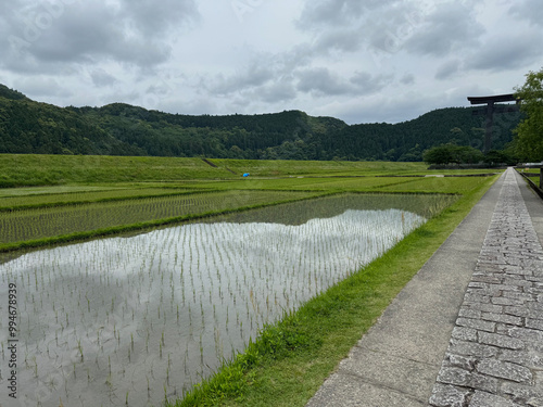 Rice field in Japan