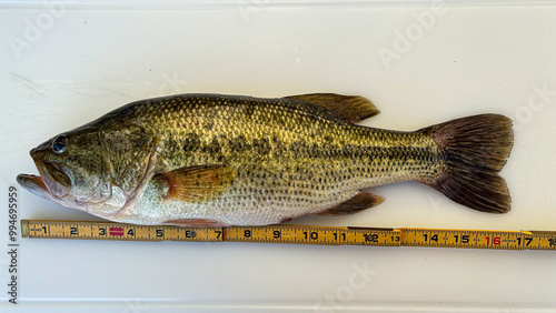 Using a wooden ruler to measure a big largemouth bass.