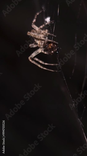 Close-up a spider eating its prey on web in the night. continuously moving insect legs, evening hunting. Halloween, nighttime, nightmare and fear concept with black background. Slow motion vertical. photo