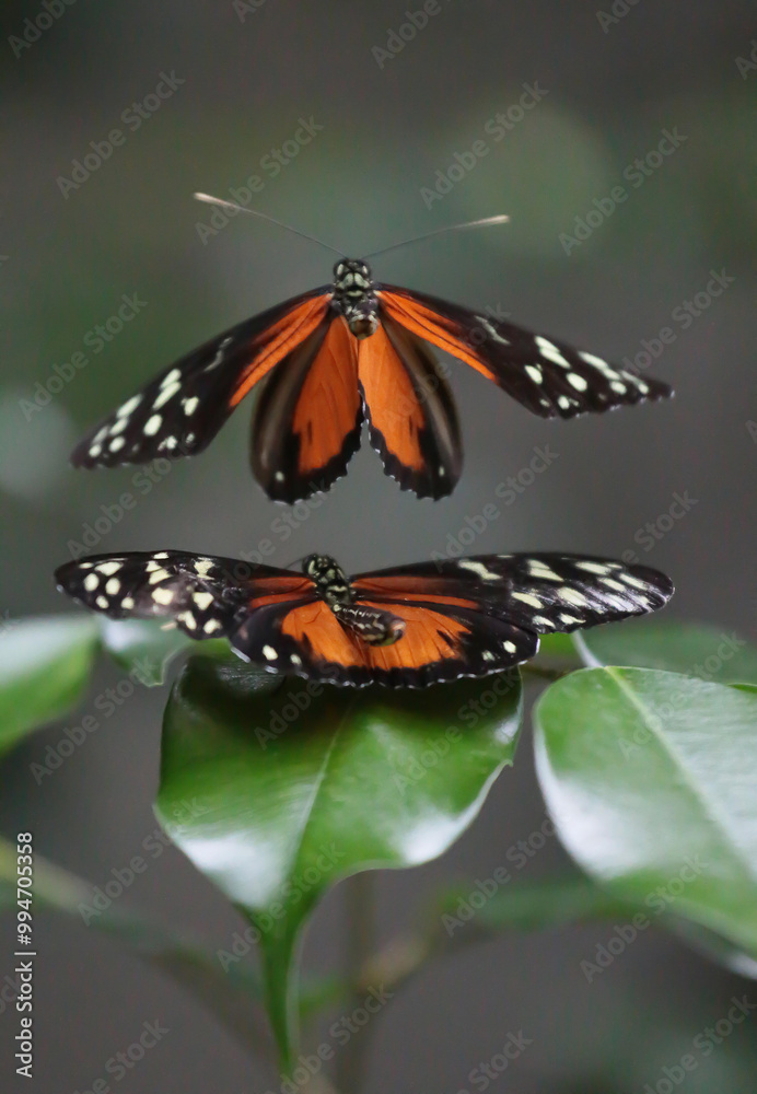Fototapeta premium 2 Butterflies , one flying , one on a leaf