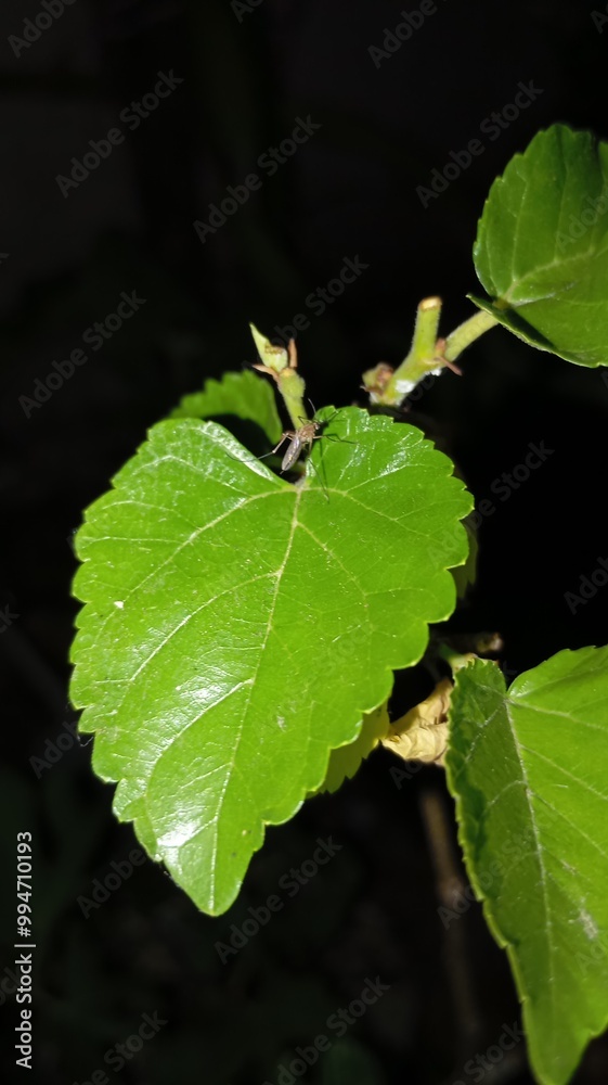 Obraz premium leaves on a black background