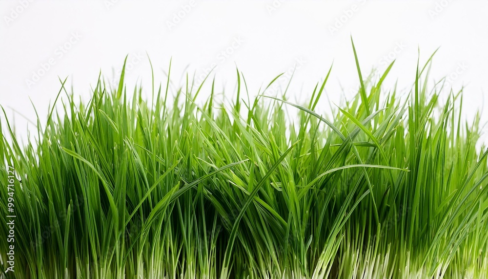 green grass isolated on white green grass isolated on white